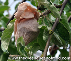 Socked apples can ward off maggots