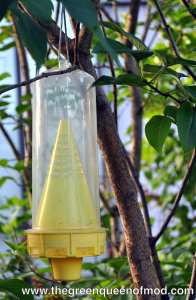 A simple yellow jacket trap